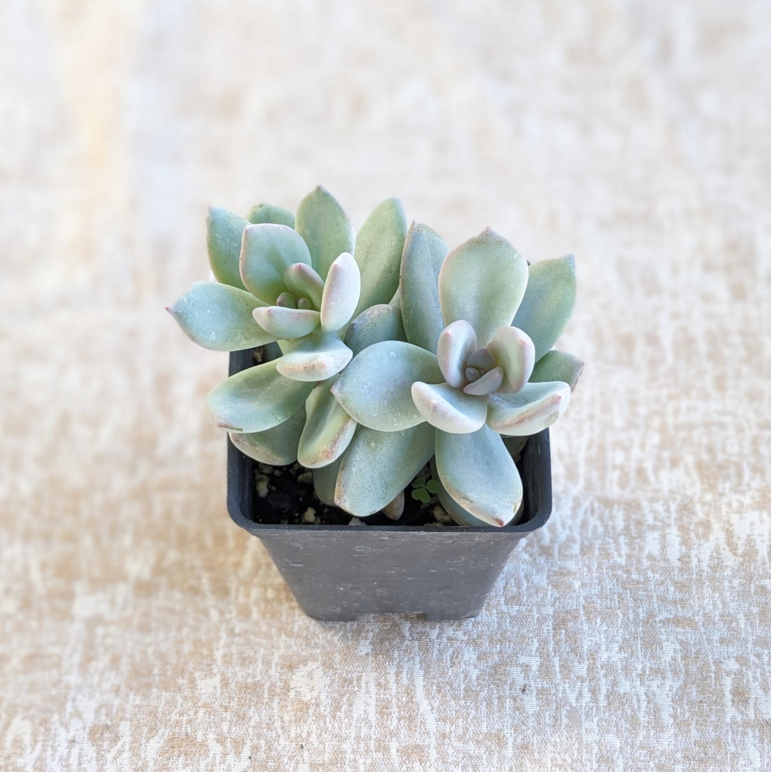 exotica succulents Pachyphytum 'Exotica'