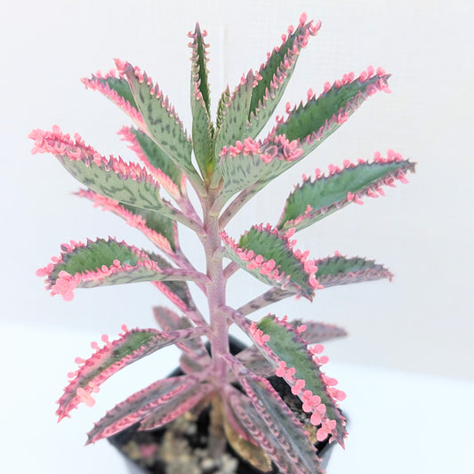 Kalanchoe 'Pink Butterfly'