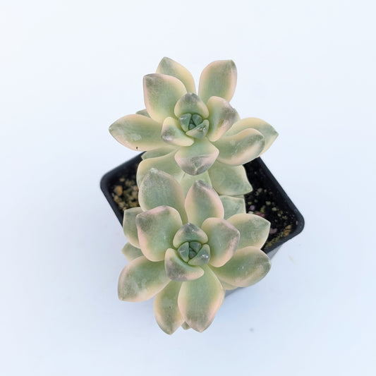 Graptoveria Titubans Variegata