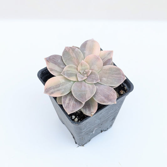 Graptopetalum Superbum Variegata