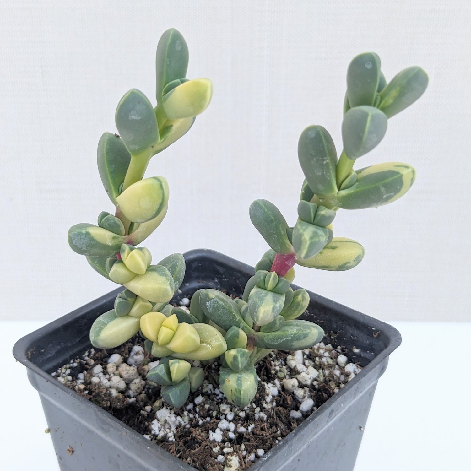 variegated ice plant succulent Delosperma lehmannii variegata