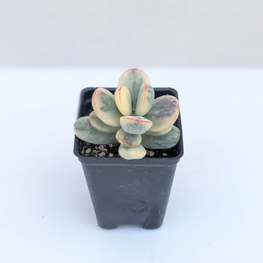 Cotyledon orbiculata variegata