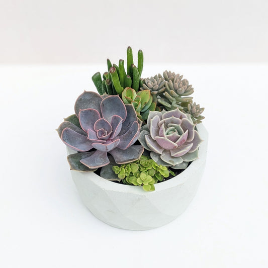 Mint Geometric Succulent Bowl