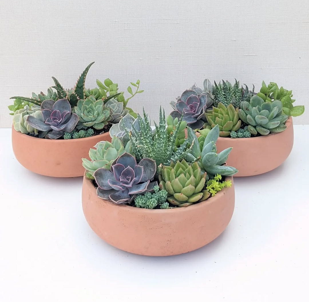 Terracotta Bowl