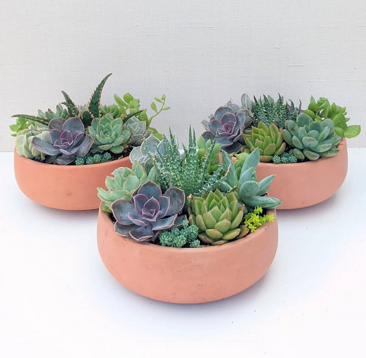 Terracotta Bowl