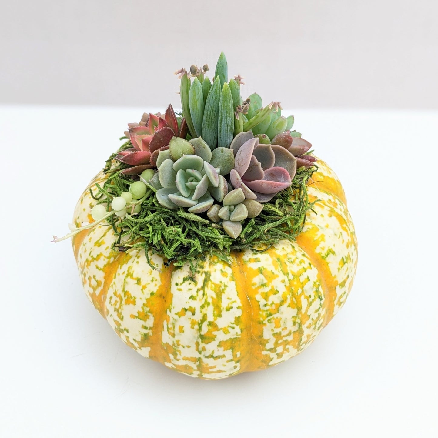 Mini Striped Succulent Pumpkin
