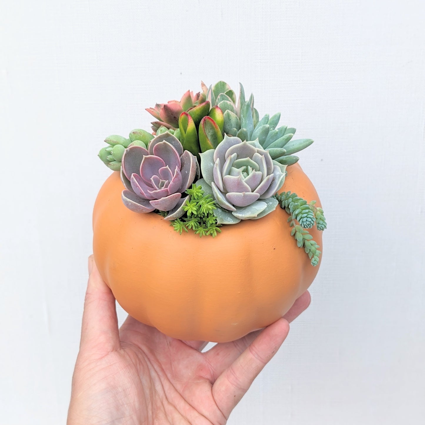 Ceramic Succulent Pumpkin