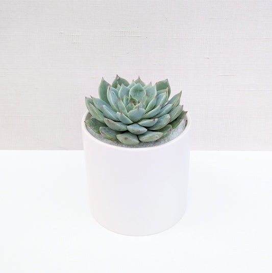 Wisdom Planter
