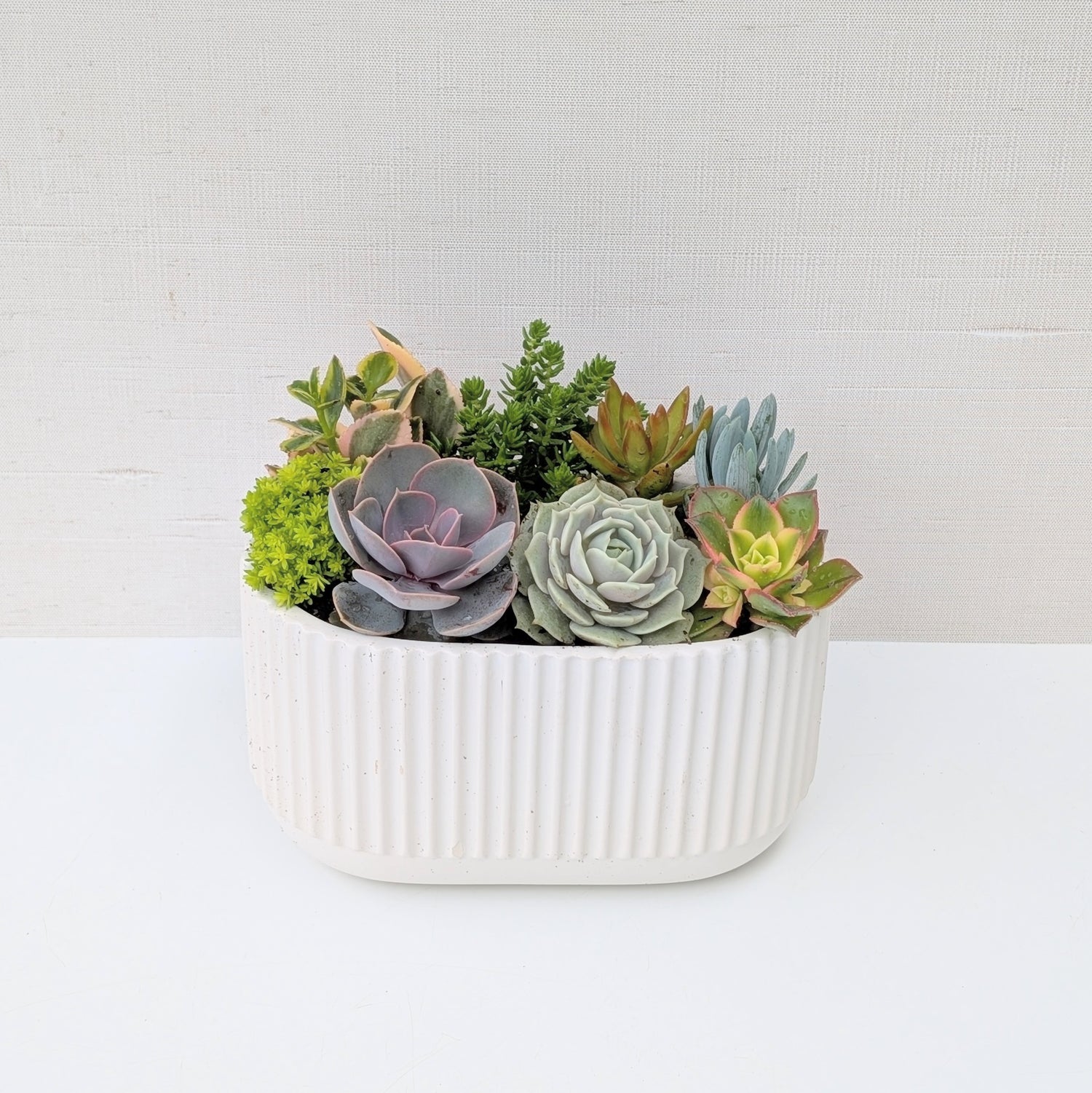 oval succulent planter Large Oval Oasis Planter