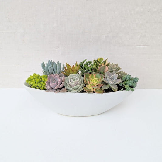Succulent Trough Planter