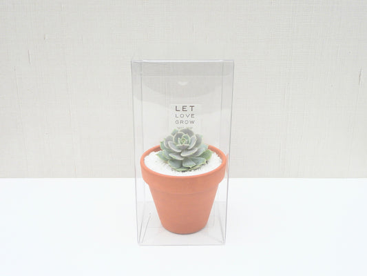 Succulent Favor Box & Care Tag