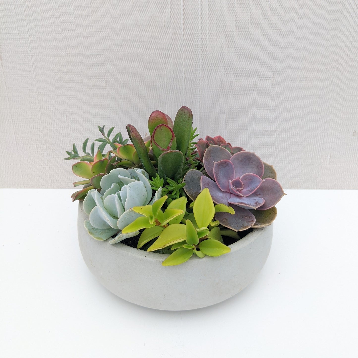 Natural Grey Concrete Succulent Bowl