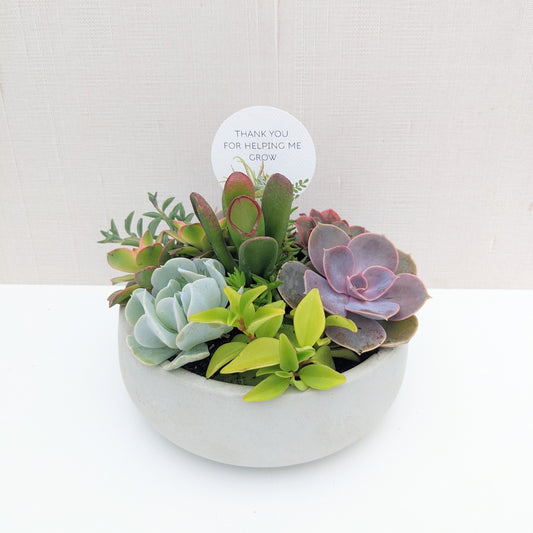 Natural Grey Concrete Succulent Bowl