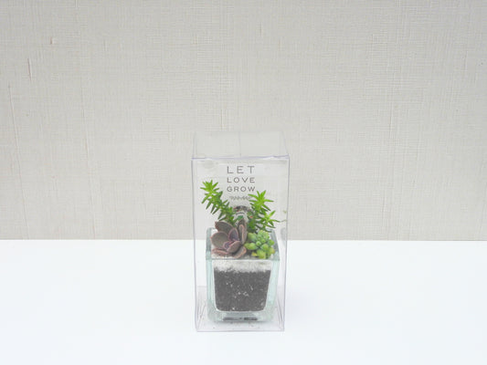 Succulent Favor Box & Care Tag