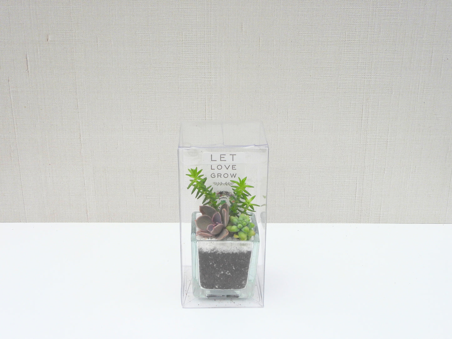 Succulent Favor Box & Care Tag - 2" Glass