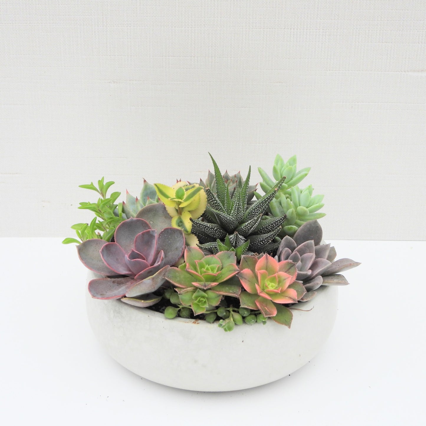 Natural Grey Concrete Succulent Bowl