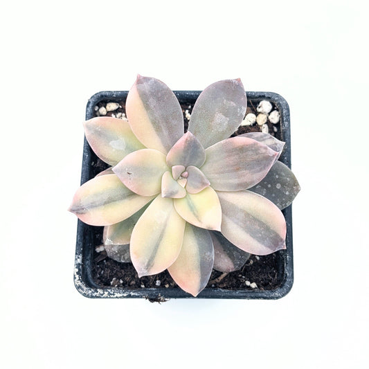 Graptopetalum Superbum Variegata