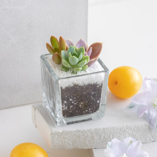 Mini Glass Arrangement Favor