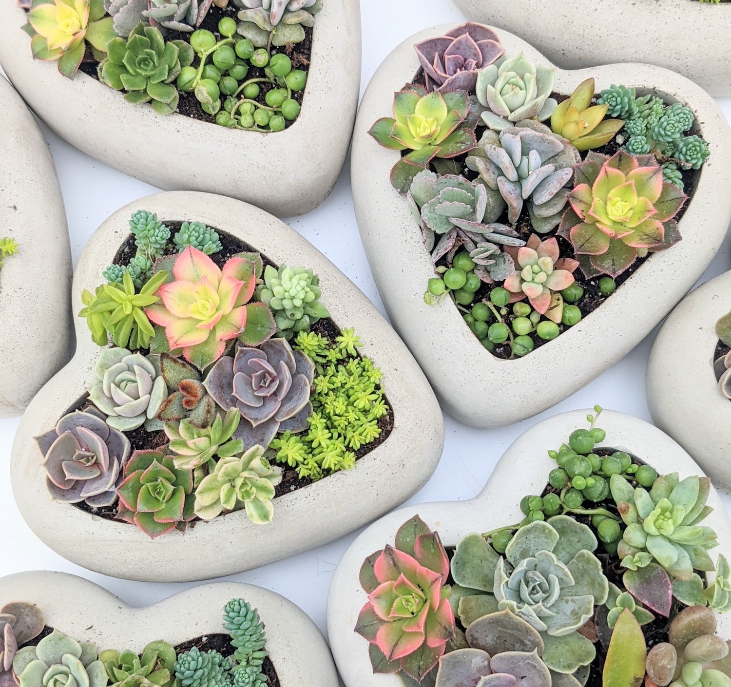 heart shape succulents Succulent Heart