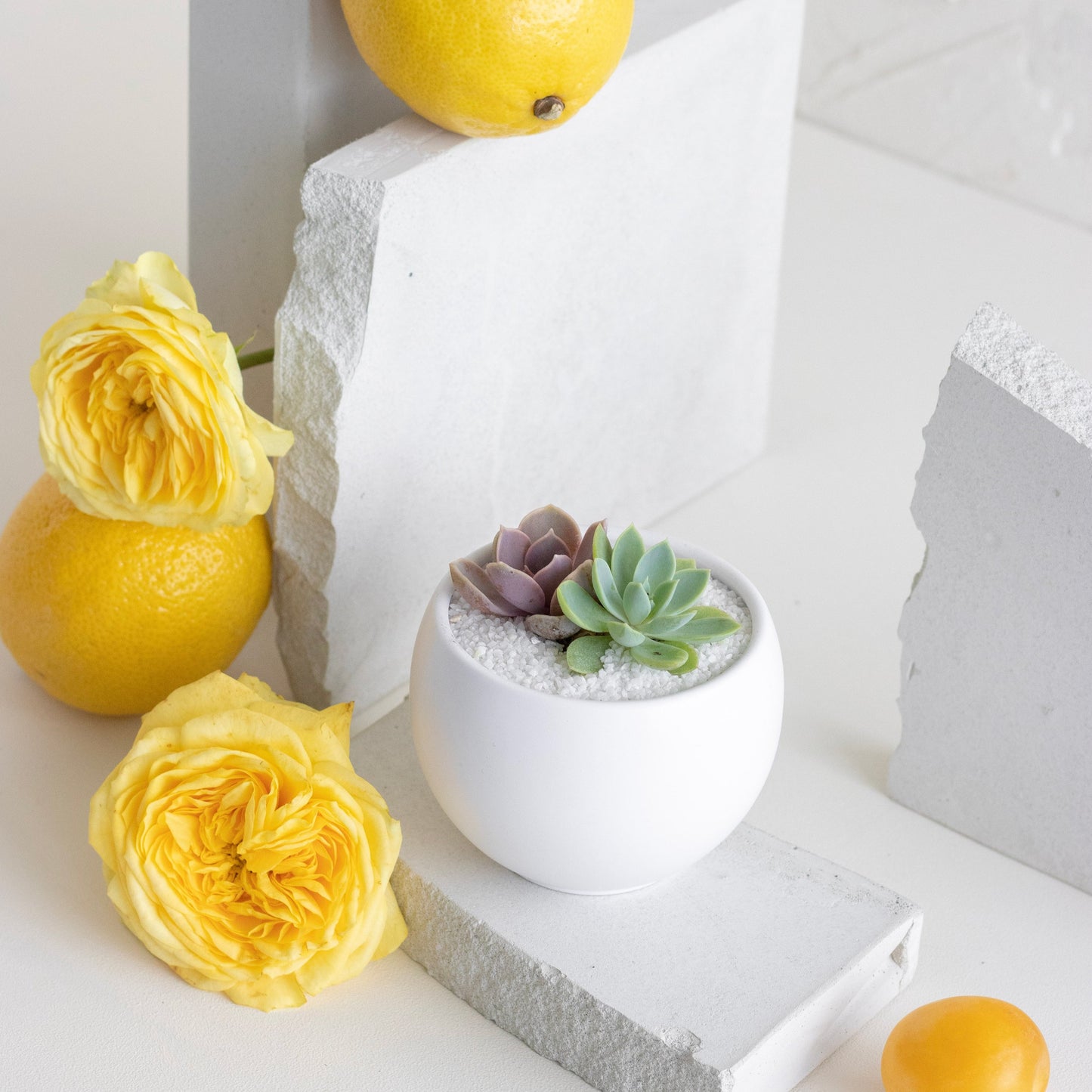 White Succulent Bowl Arrangement Favor