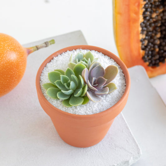Terracotta Clay Arrangement Favor